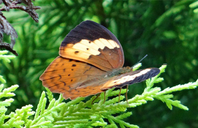 Coorg Butterfly